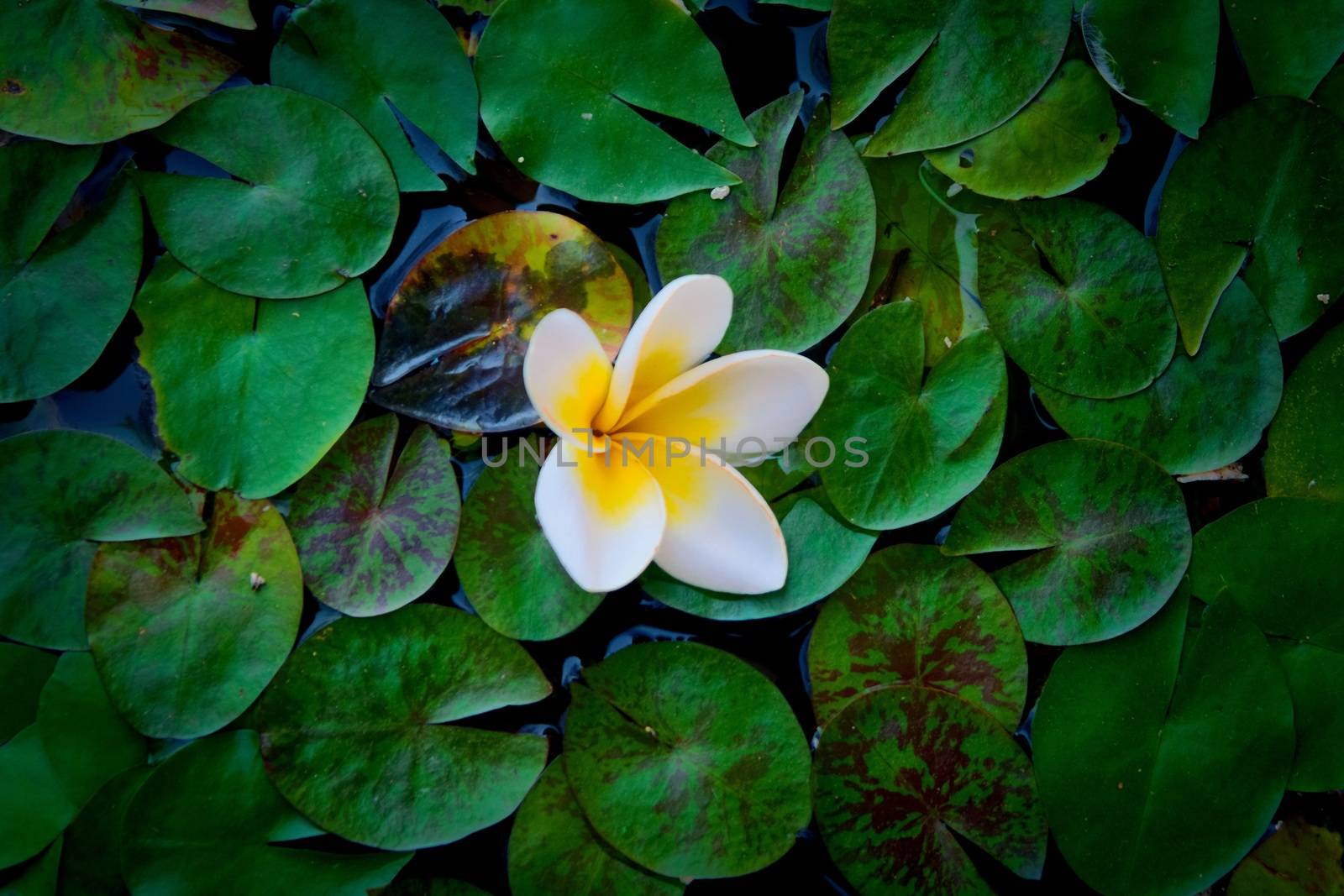 White lotus flower in bloom on a pond, a sacred symbol of Buddhism. Top down view. by hernan_hyper