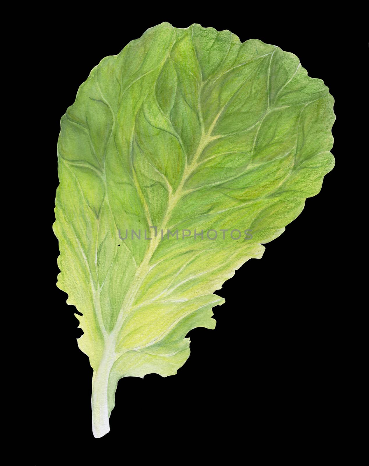 Fresh Lettuce. One Salad Leaf isolated on black background. Green dill. Watercolor illustration. Realistic botanical art. Hand Drawn. Vegetarian Ingredient. For logo, packaging, print, organic food by sshisshka