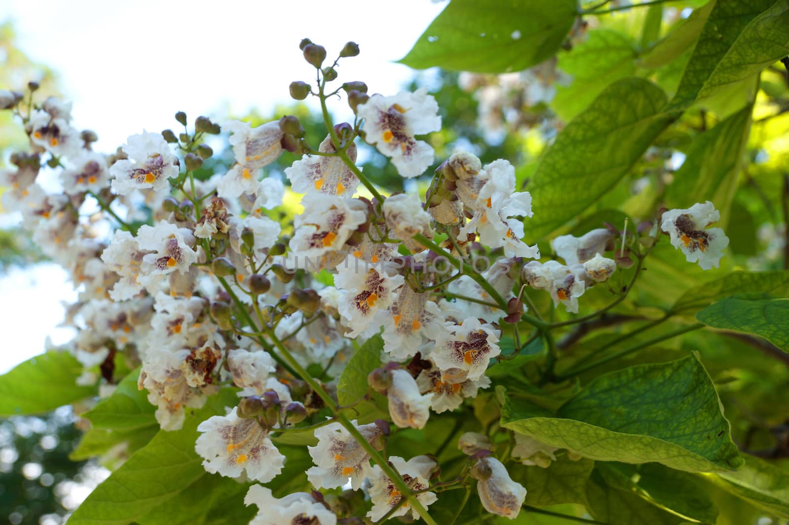 white catalpa flowers close up for background by Annado