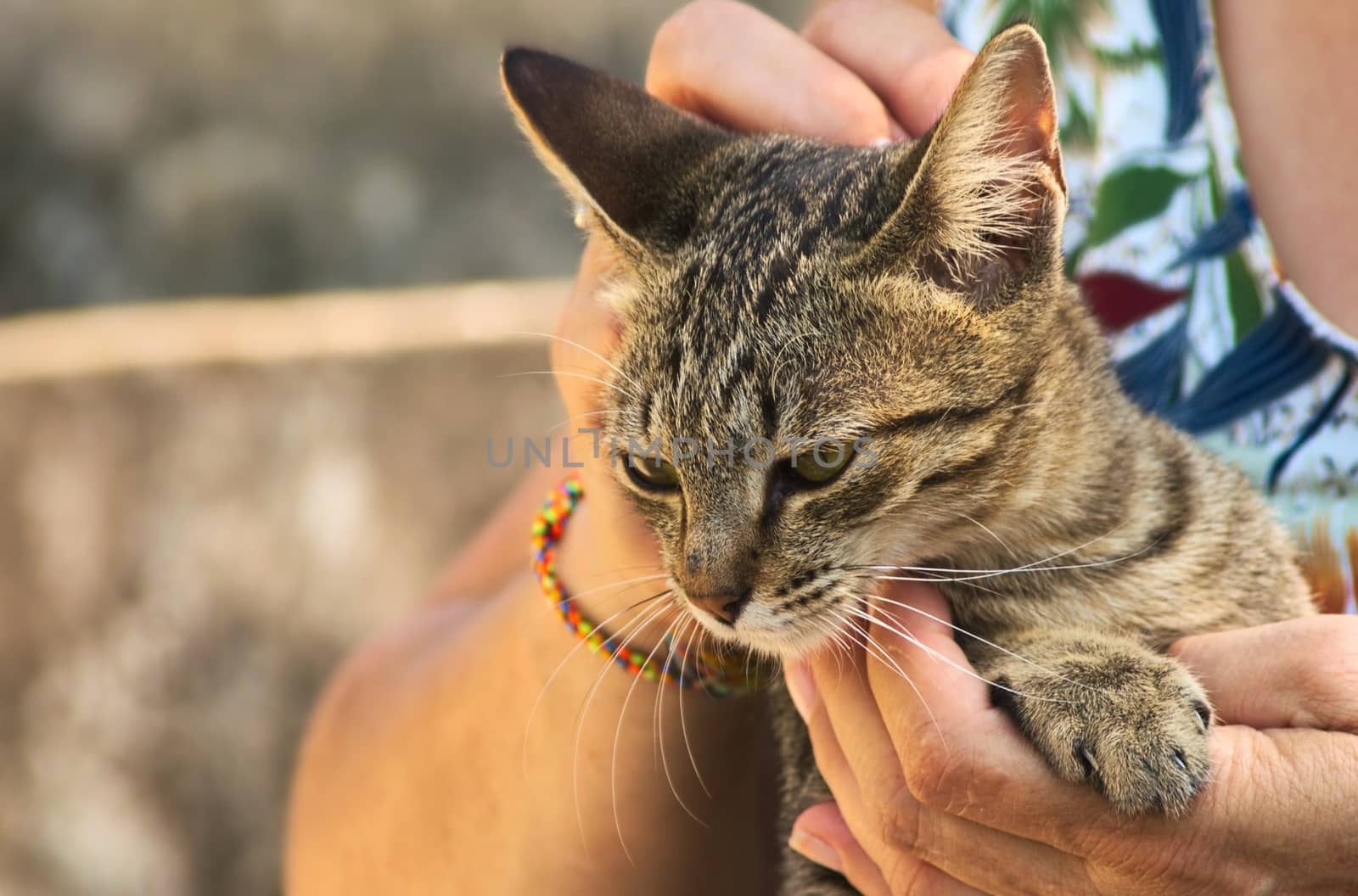 Young stray brown tabby cat being petted while held in arms by a woman. by hernan_hyper