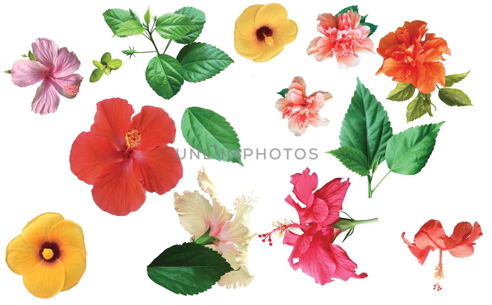 Collection of colored hibiscus flowers with leaves isolated on white background. Flat lay, top view.