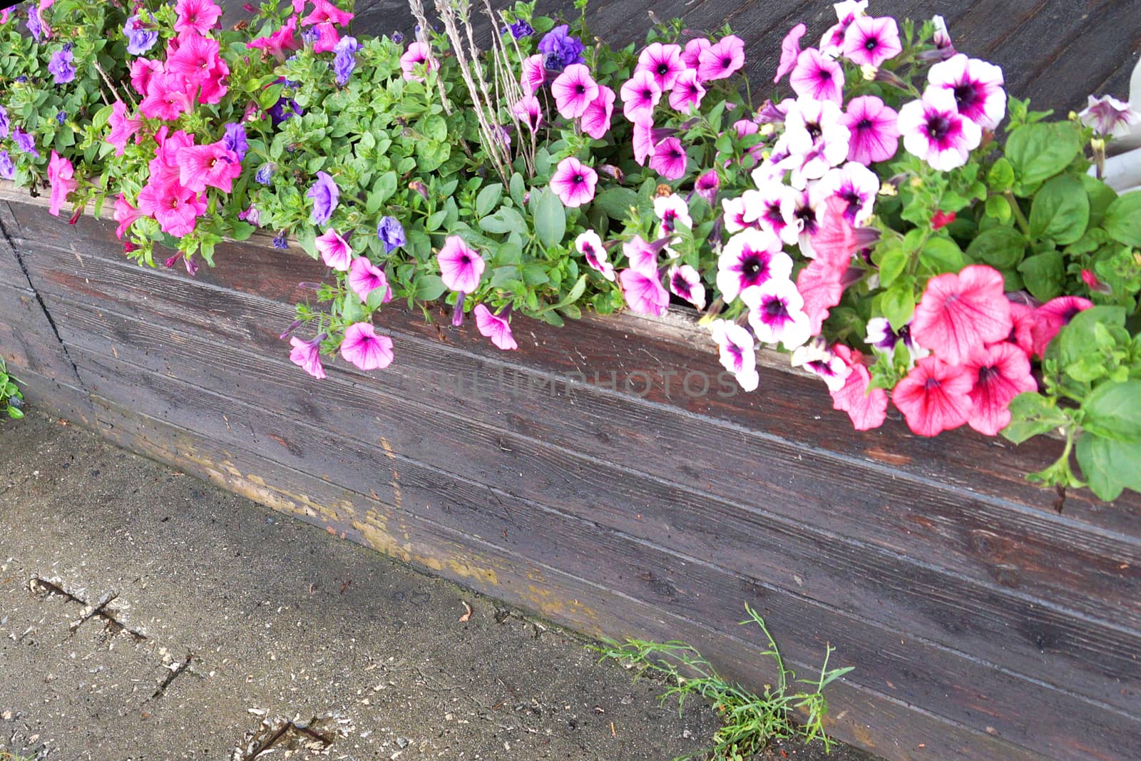 multicolored blooming petunia in long wooden flower pots outdoors by Annado