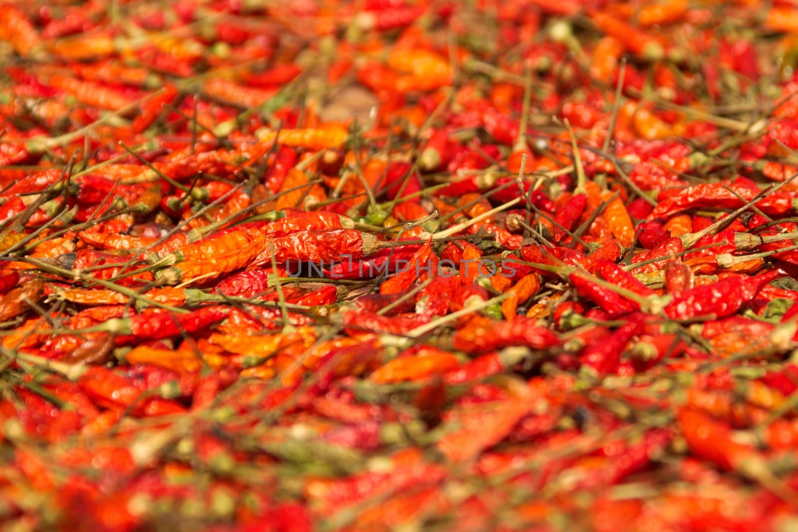 Red chilli peppers drying on the sun. Low angle, shallow depth of field.