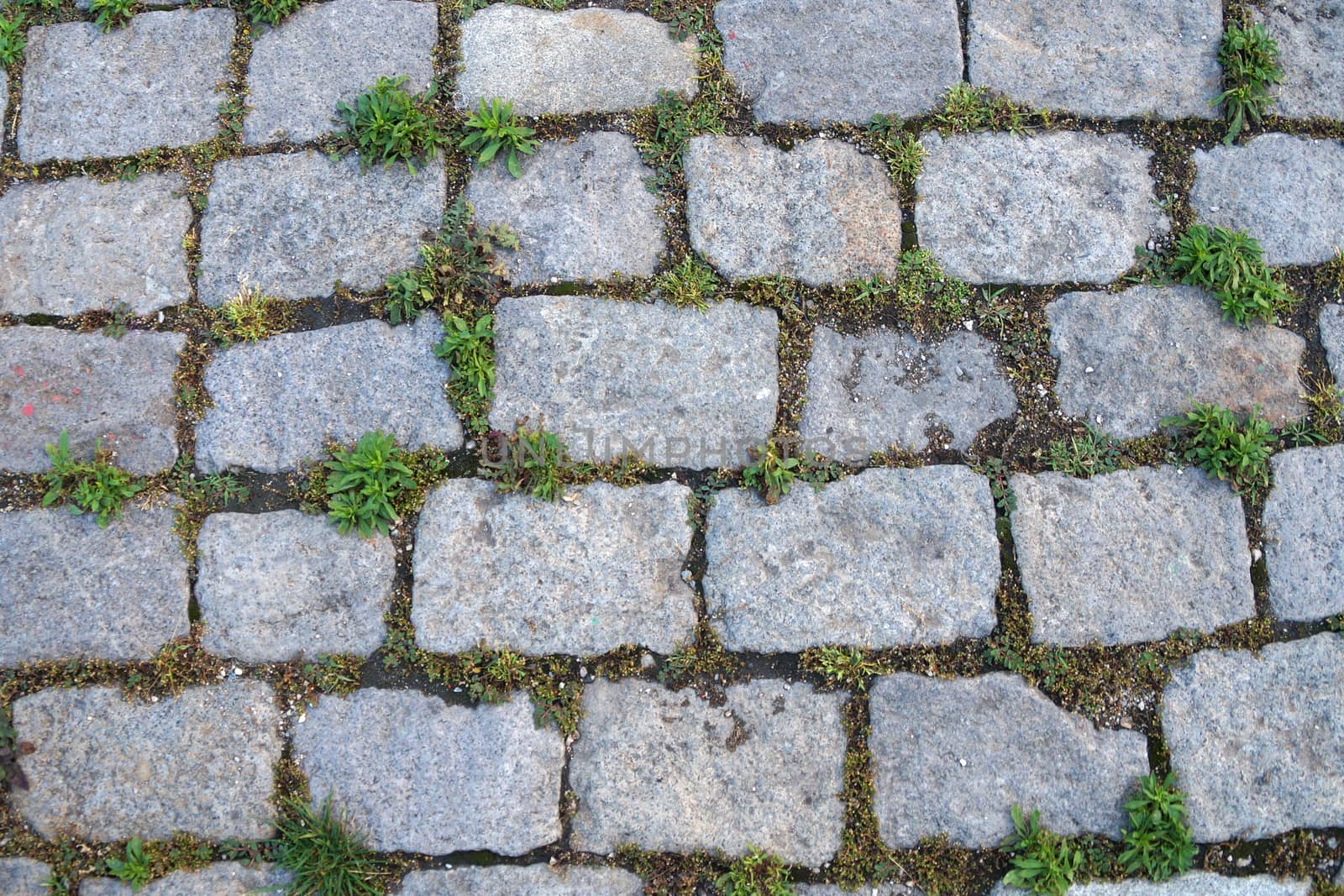 gray paving slabs overgrown with green grass