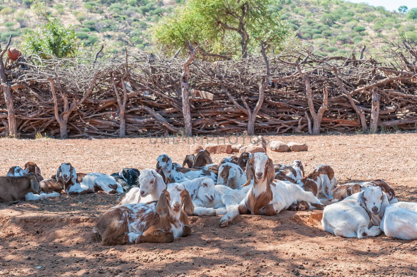 Goats in the shade of a tree in Himba village by dpreezg