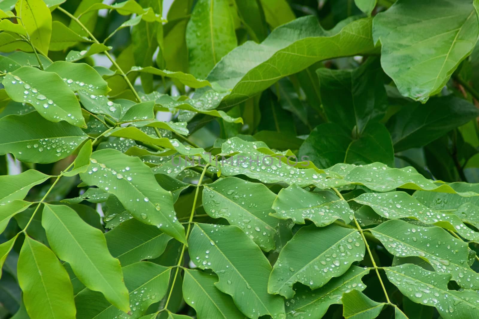 Raindrops glistening over green lush leaves in the jungle of Laos. by hernan_hyper