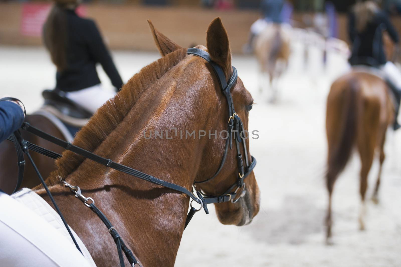 Head of chestnut young stallion in the competition, close up