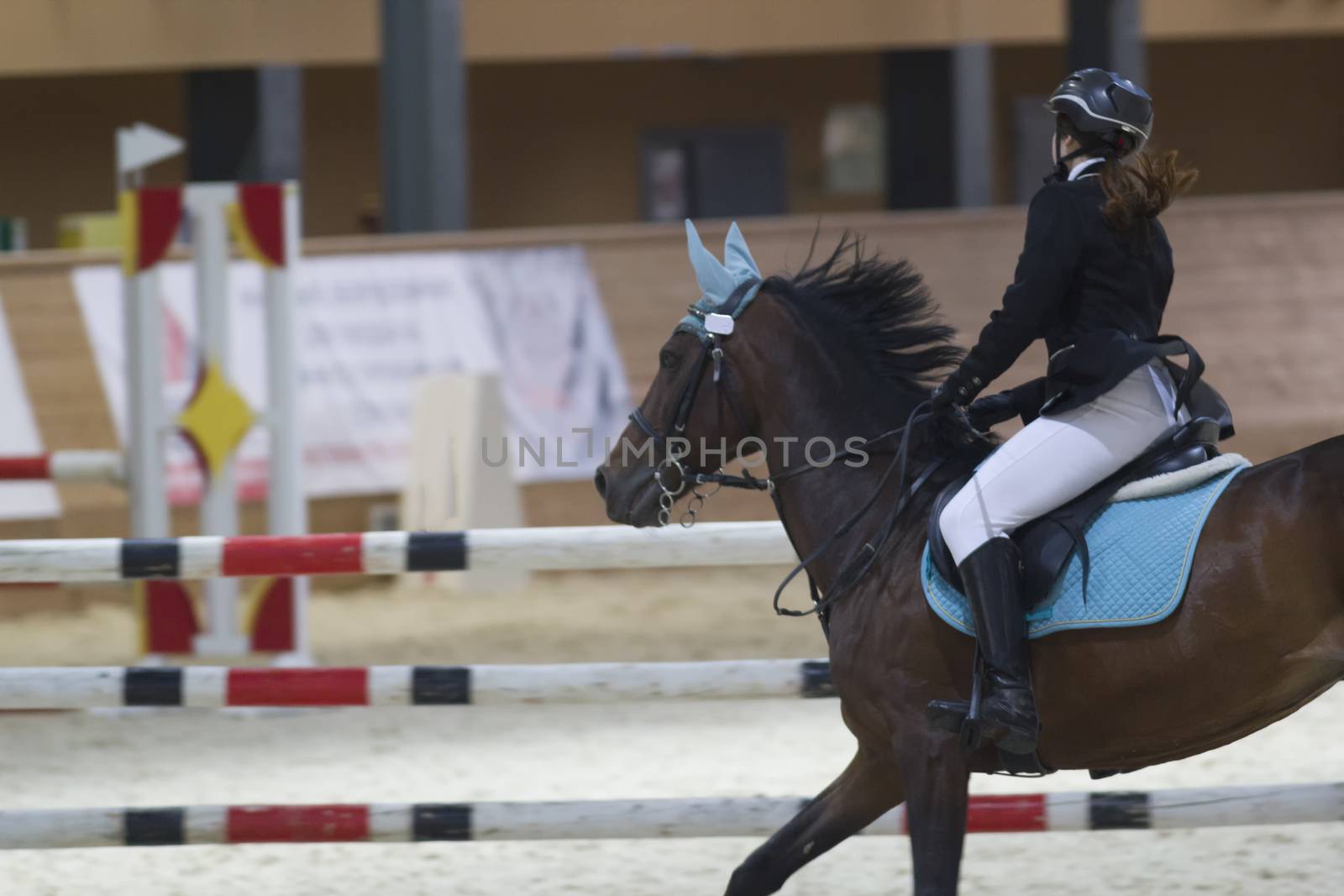 Female equestrian rider running on stallion at show jumping competition, telephoto shot
