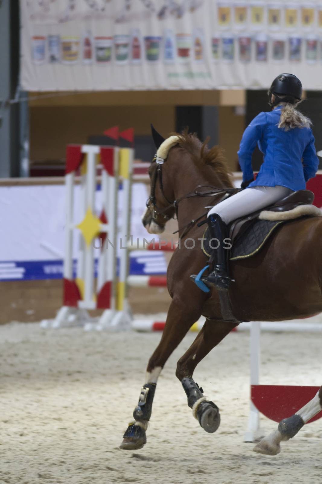 Young equestrian rider running on bay horse at show jumping competition, telephoto shot