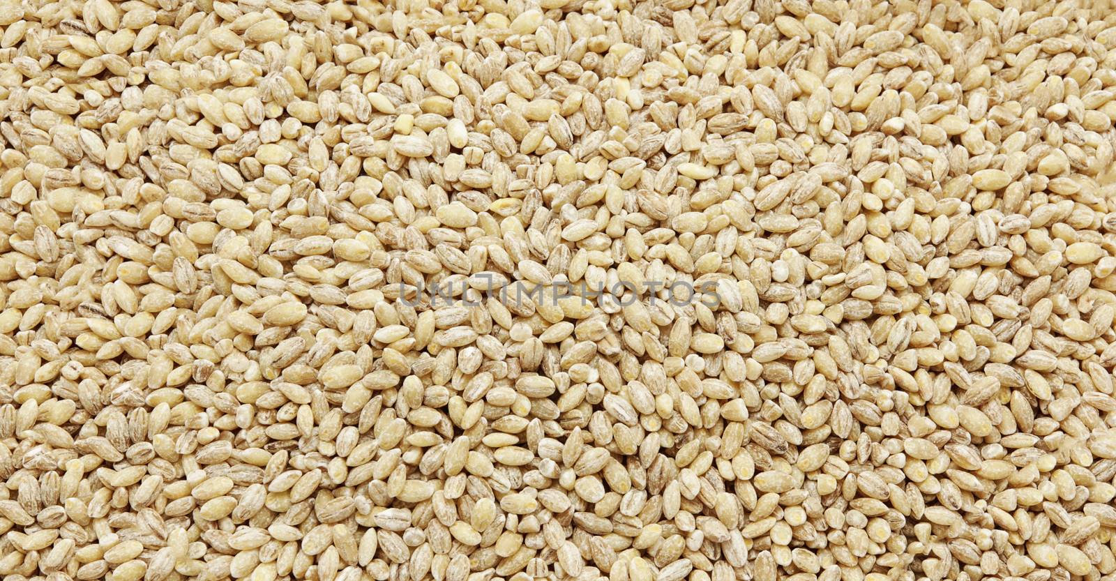 Dried pearled barley -texture and details - traditional food, closeup