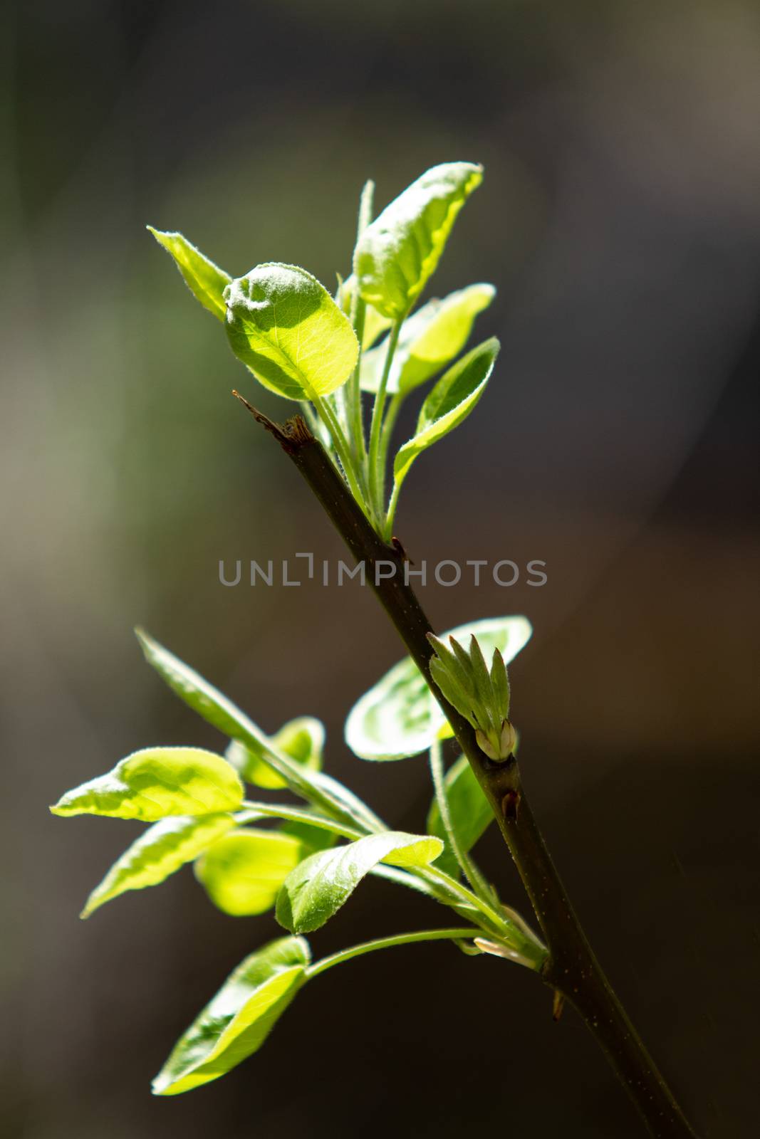 Pear tree branch with shoots of leaves illuminated by the sun