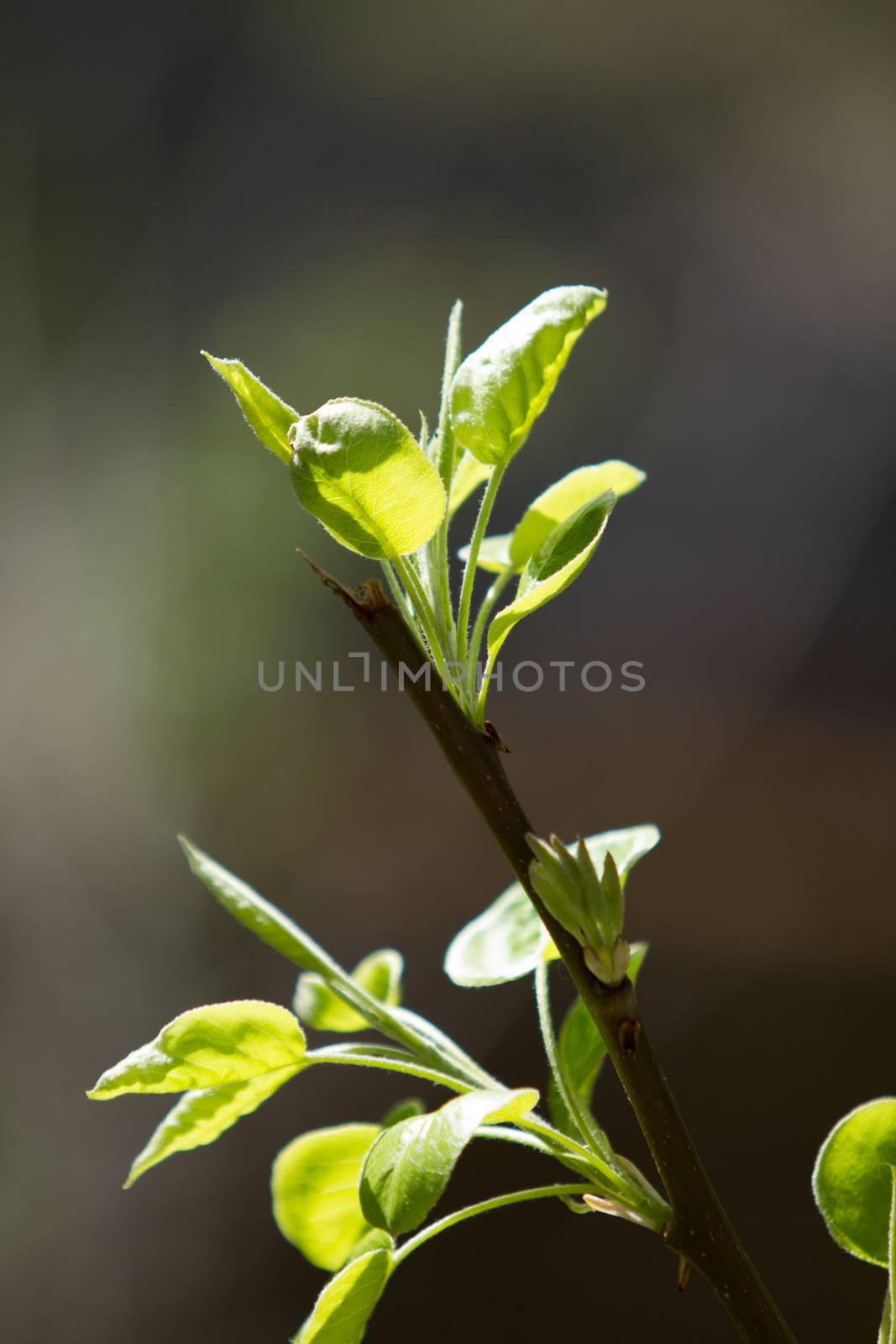Pear tree branch with shoots of leaves illuminated by the sun by robbyfontanesi