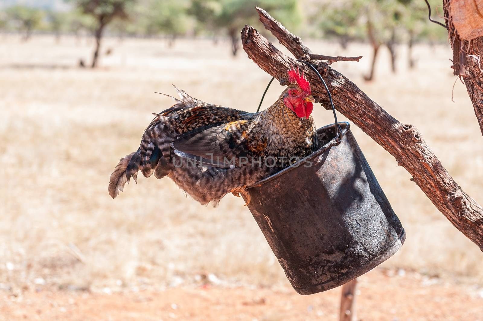 A cock sitting on a bucket hanging from a tree in a Himba village near Epupa