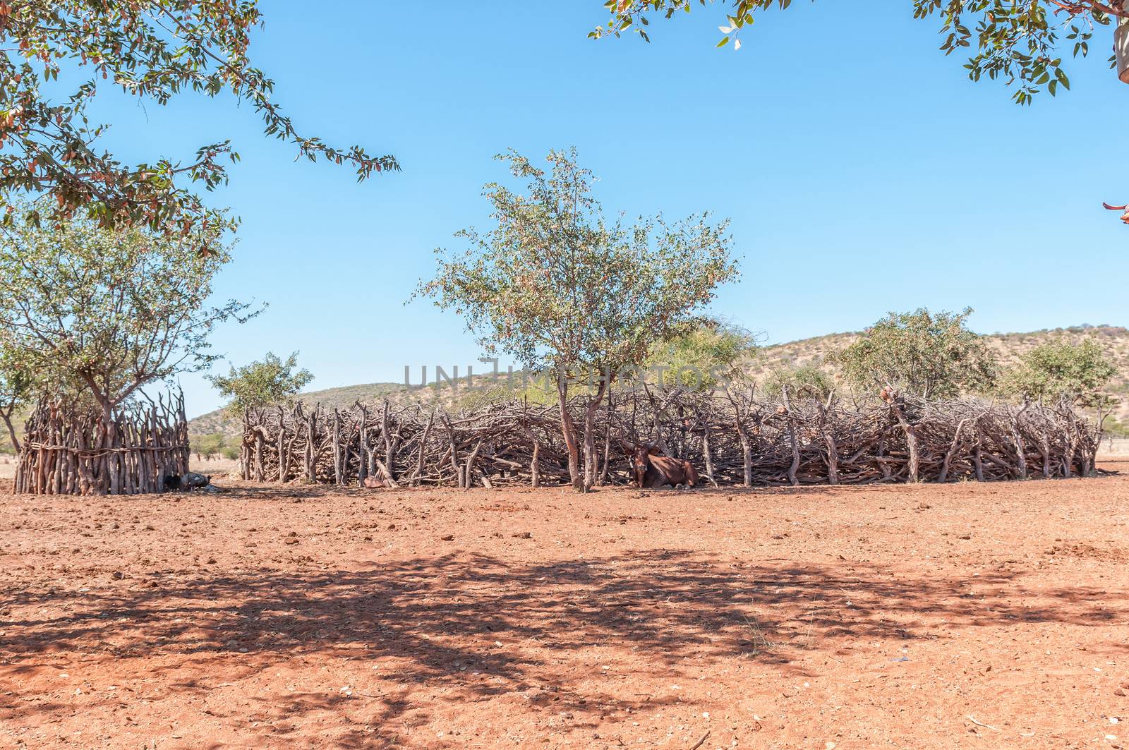 A nguni cow in front of a kraal in a Himba village near Epupa