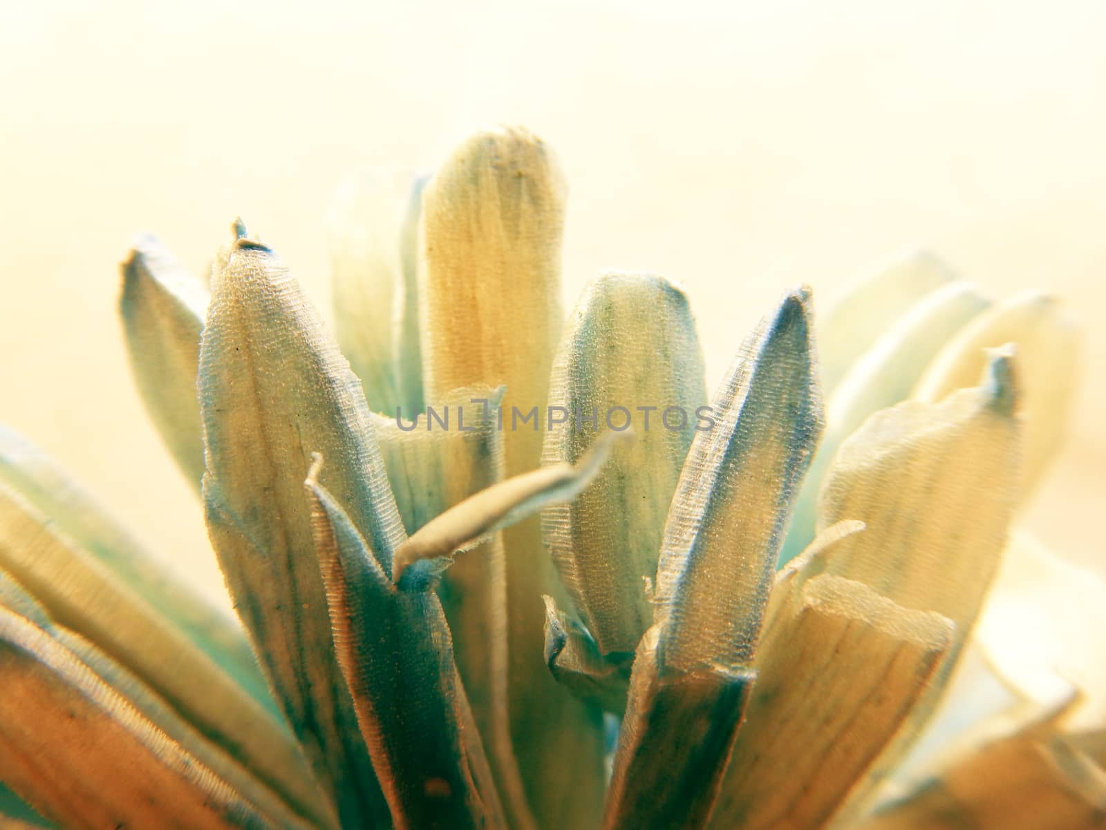 Backlit macro shot photo of a dried fake colored paper flower by robbyfontanesi