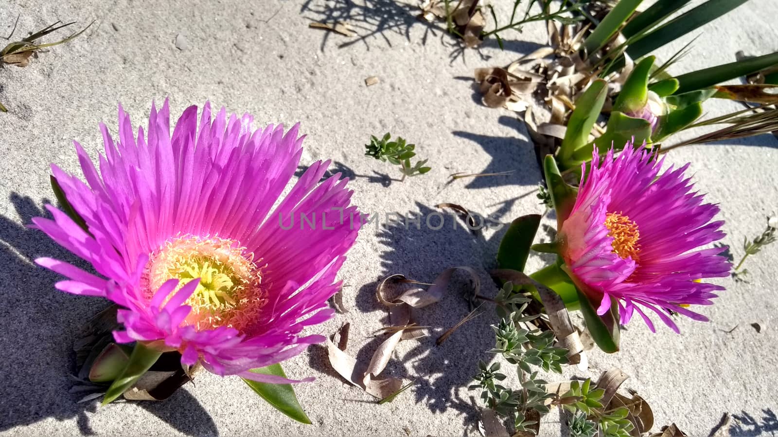 Closeup of Carpobrotus Edulis (Hottentot-fig) fuchsia flowers on by robbyfontanesi