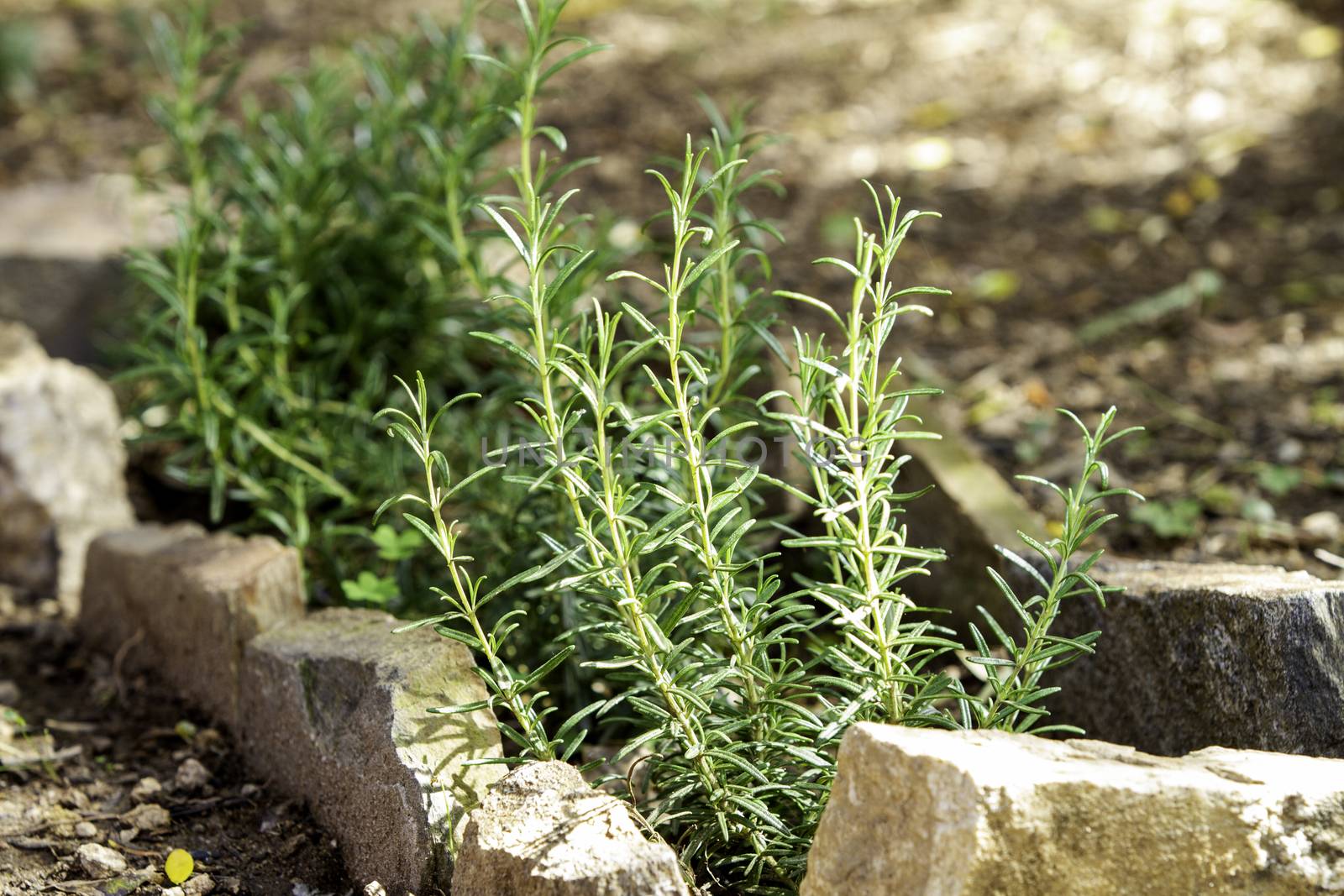 Rosemary seedling that begins to grow in the garden bordered by stones