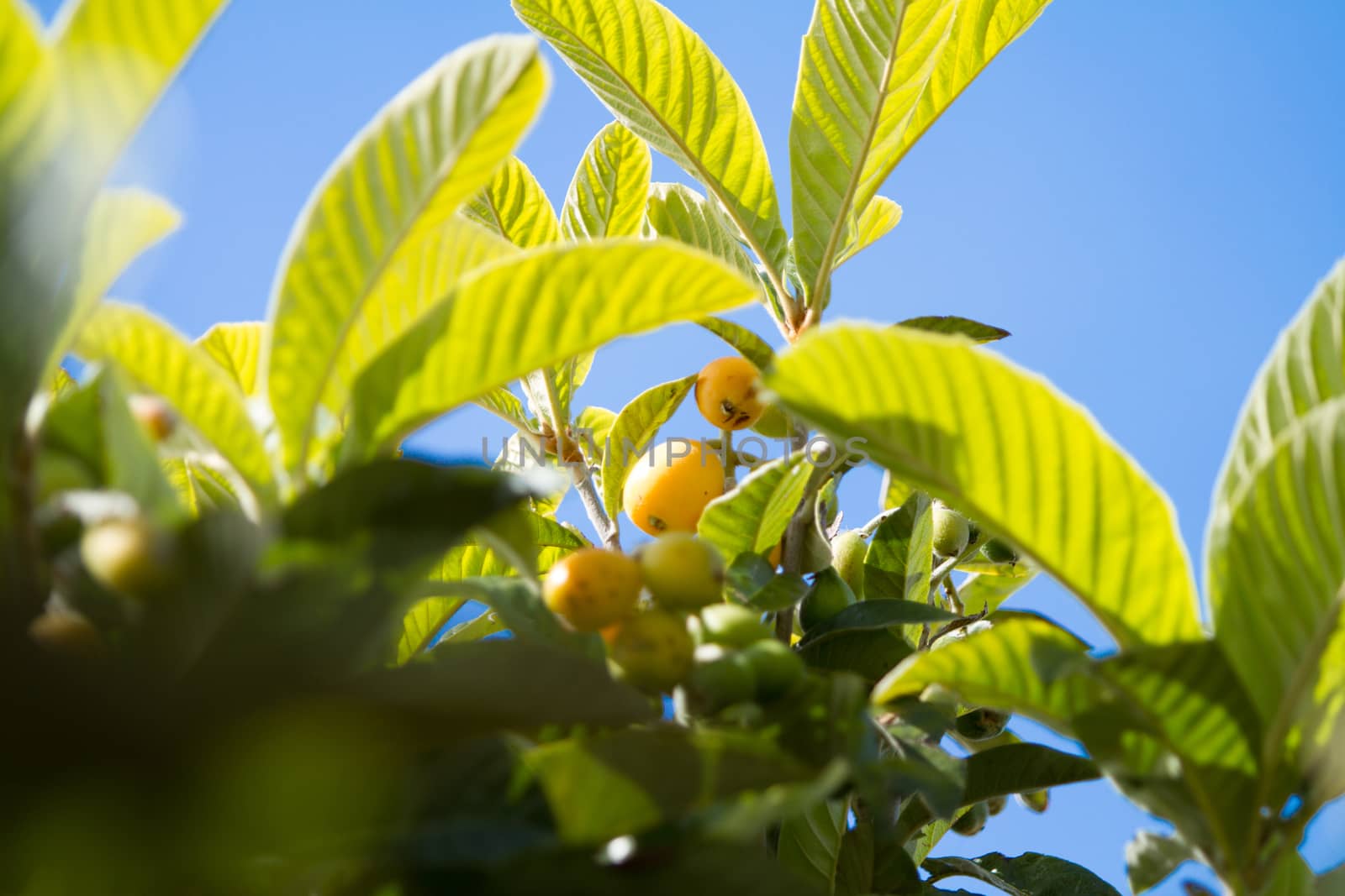 Group of almost ripe loquats fruits on the tree among the leaves in the background blue sky by robbyfontanesi