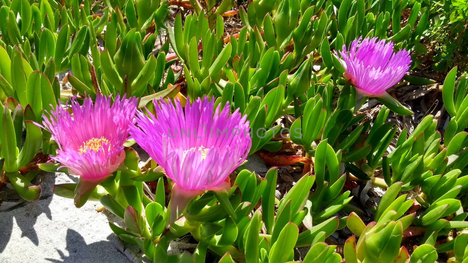 Closeup of Carpobrotus Edulis (Hottentot-fig) fuchsia flowers on by robbyfontanesi