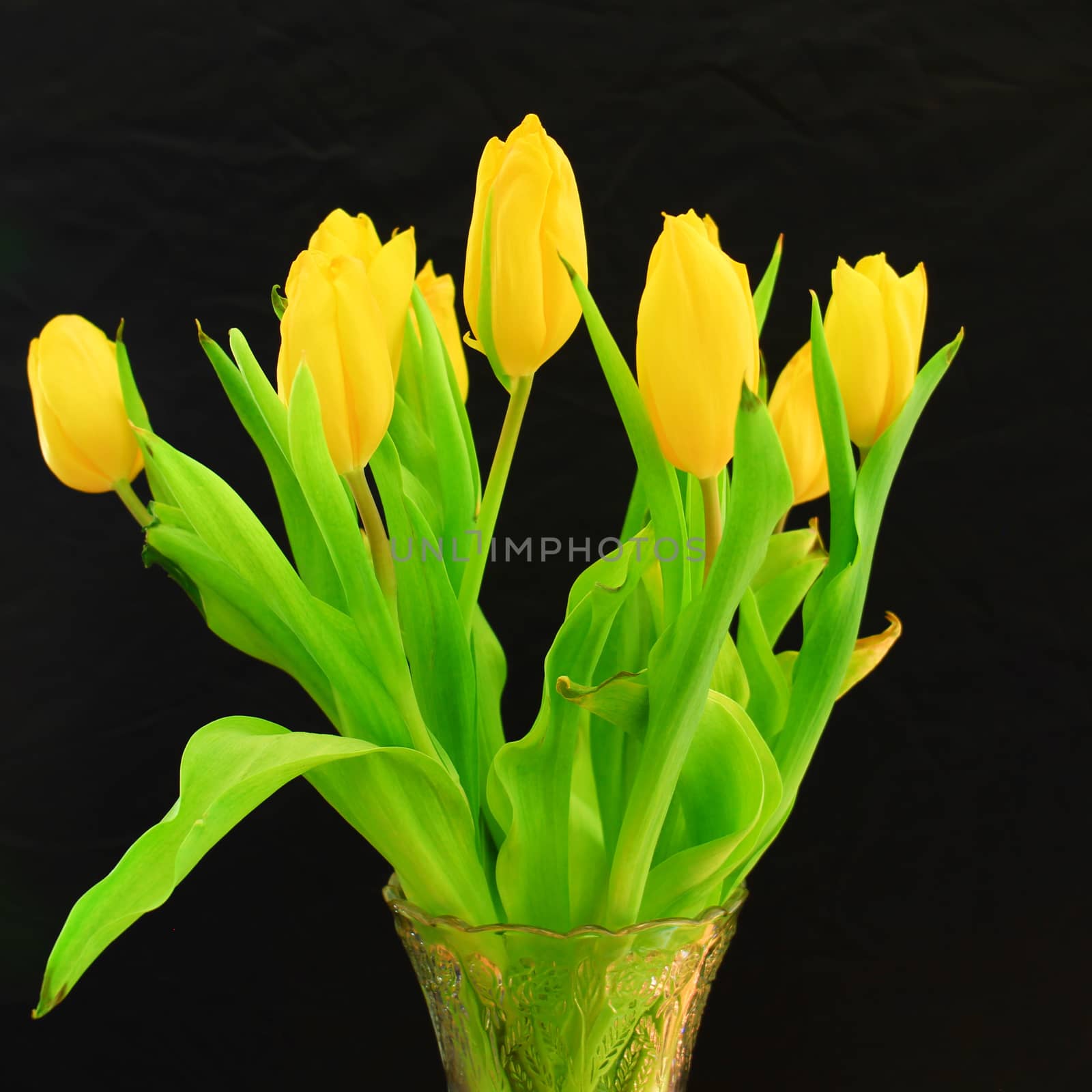 Yellow tulip flower, close up