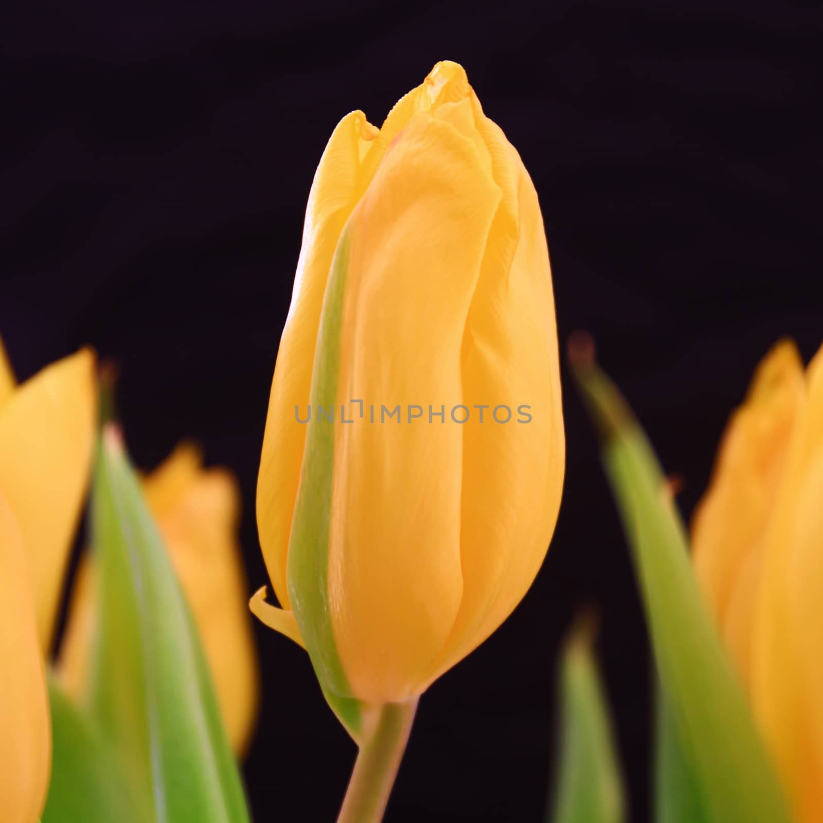 Yellow tulip flower, close up