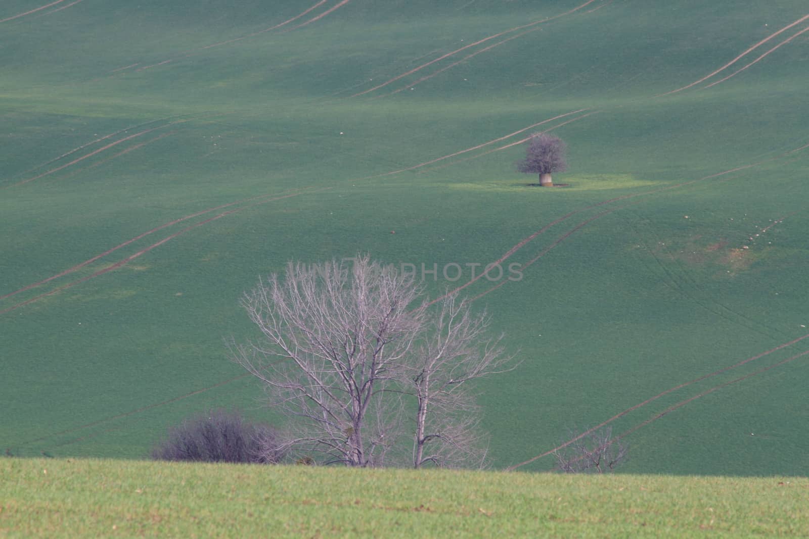 Spring time in Moravia Tuscany, South Moravian wine region