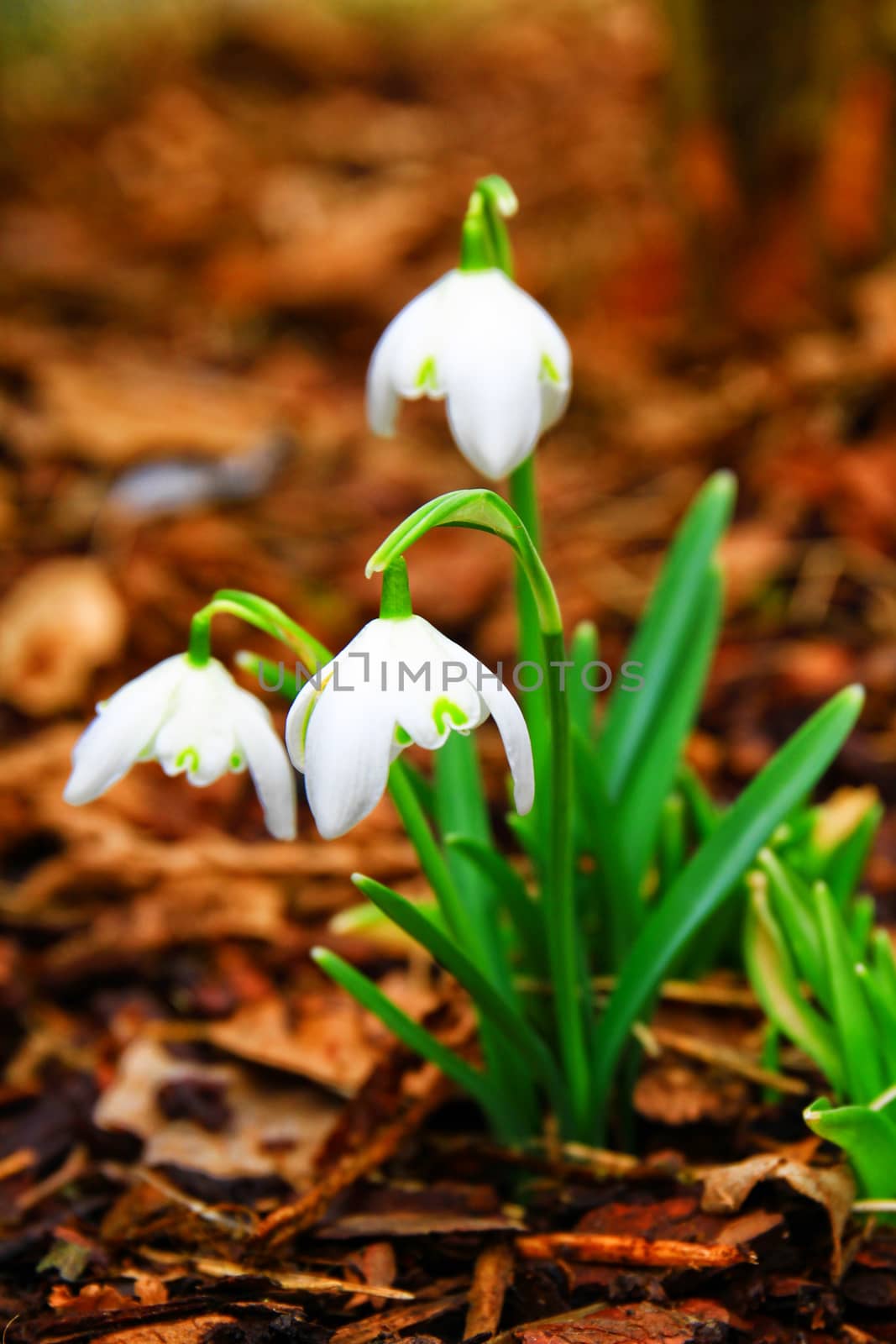 close up of snowdrop (galanthus) flower