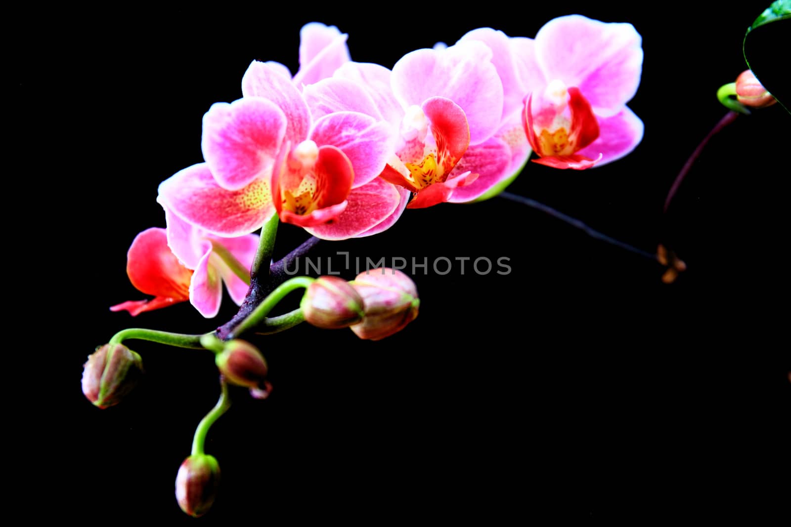 Phalaenopsis in blossom, close up