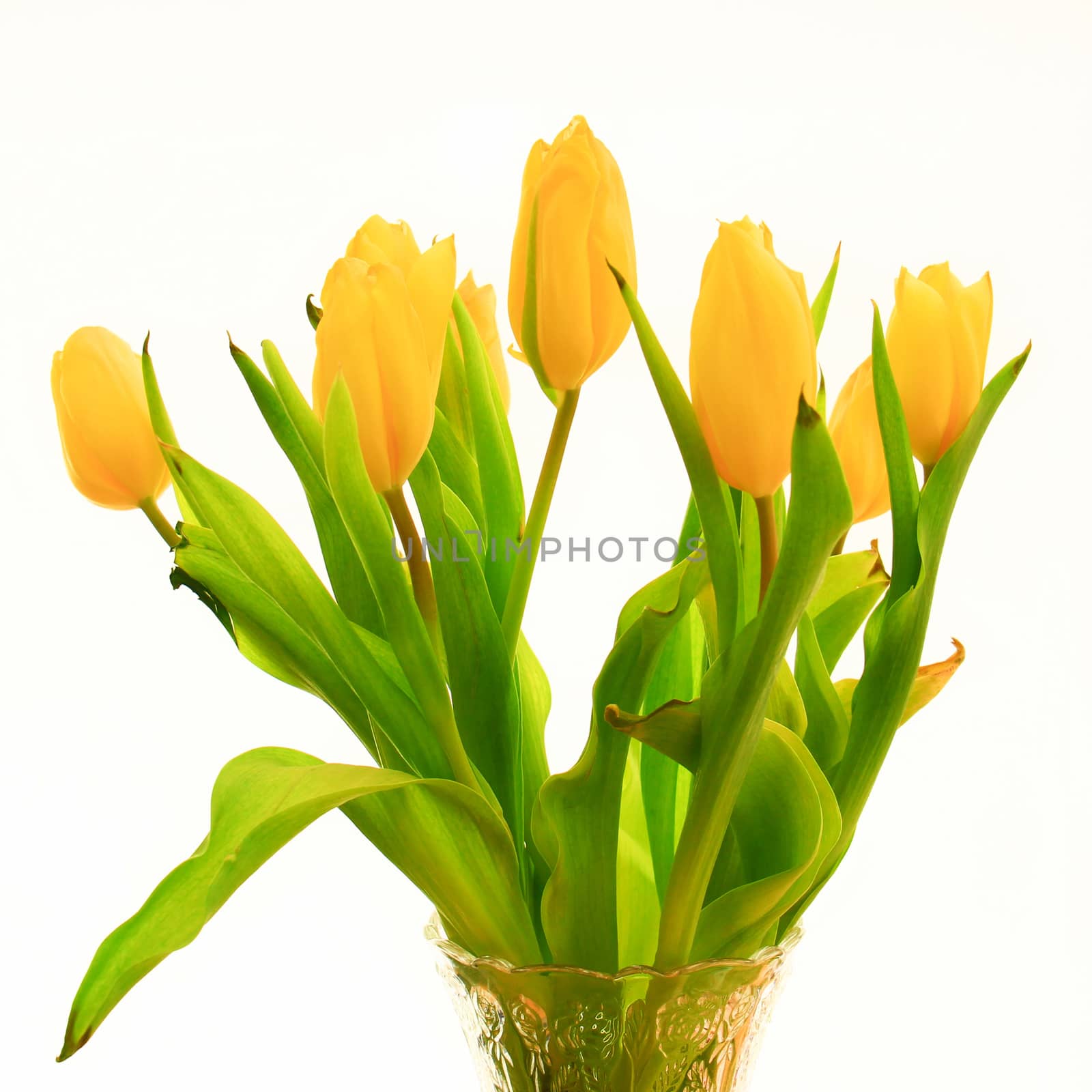 Yellow tulip flower, close up by Jindrich_Blecha