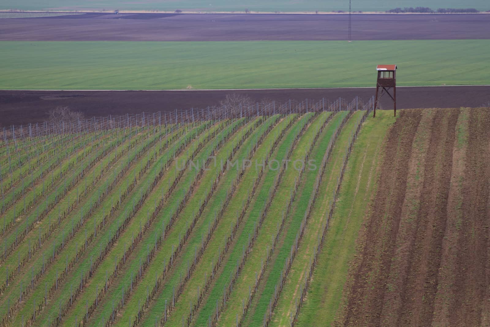 Spring time in Moravia Tuscany, South Moravian wine region