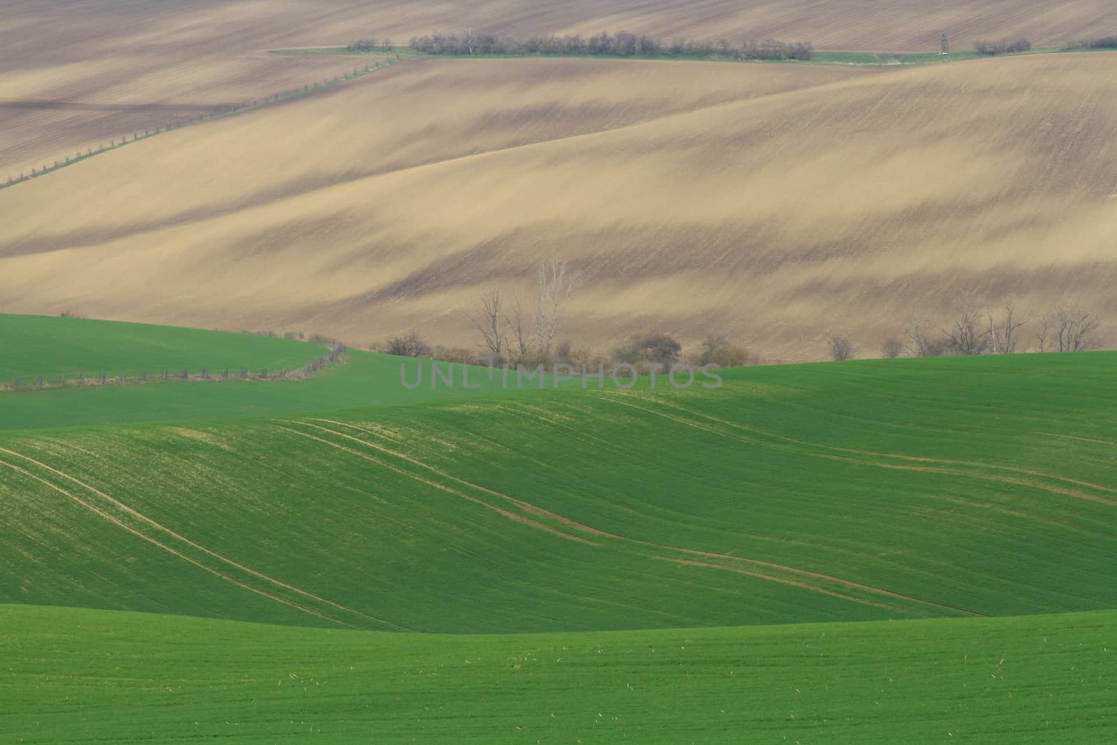 Spring time in Moravia Tuscany, South Moravian wine region