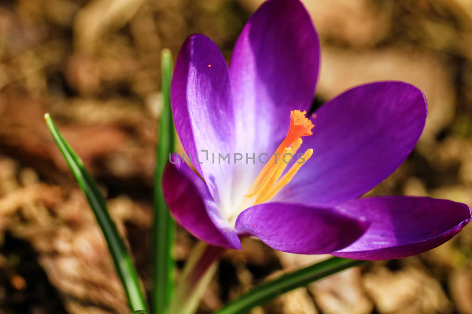 Crocus flower in blossom, spring time