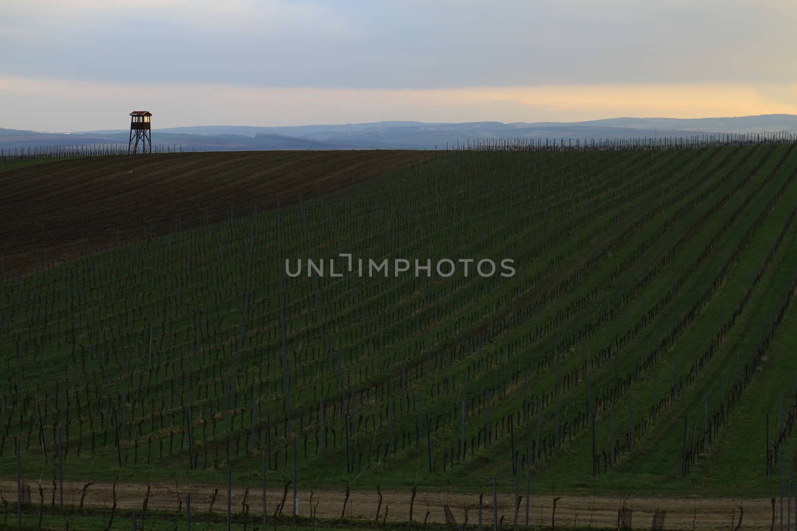 Spring time in Moravia Tuscany, South Moravian wine region