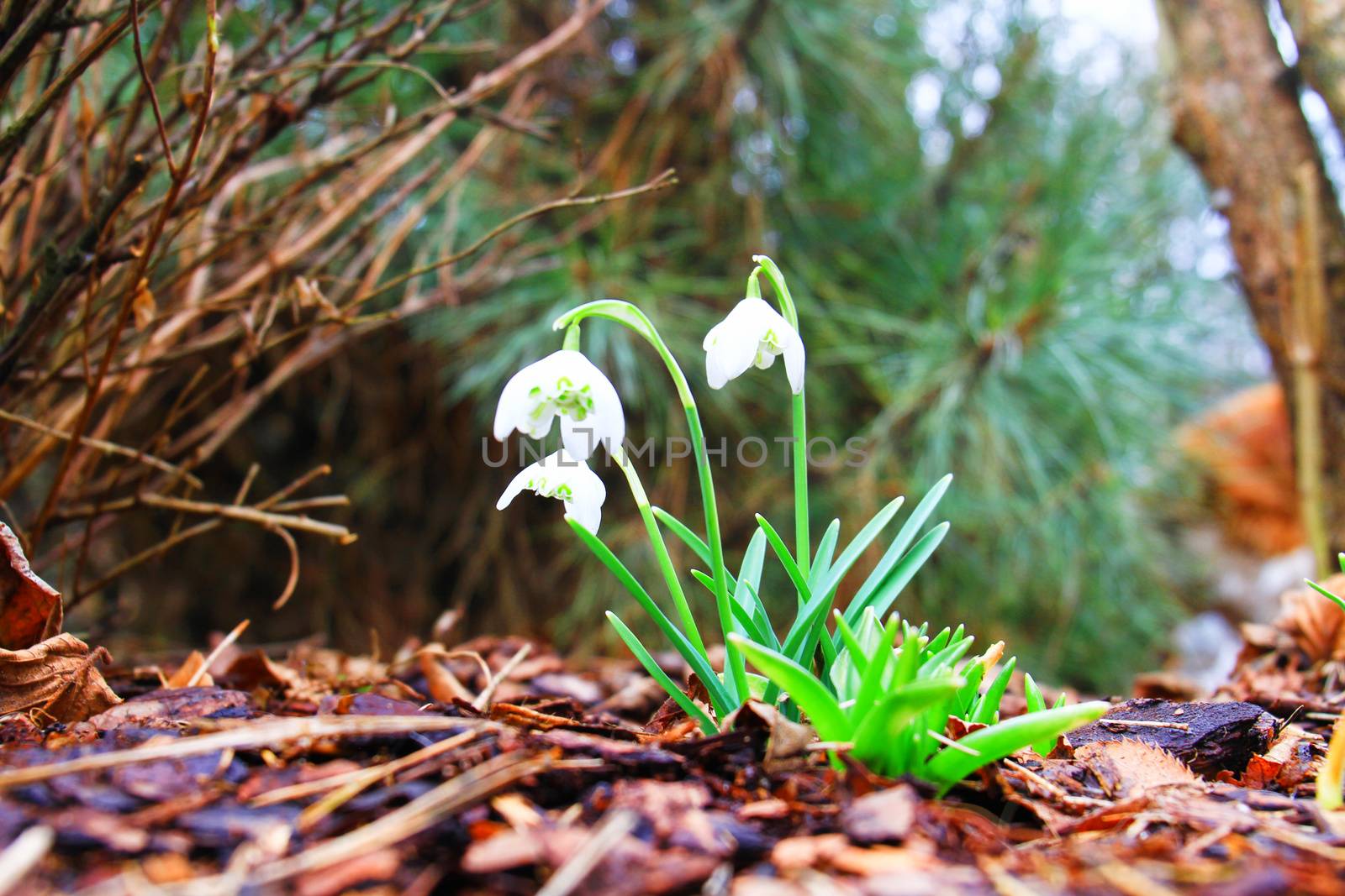 close up of snowdrop (galanthus) flower