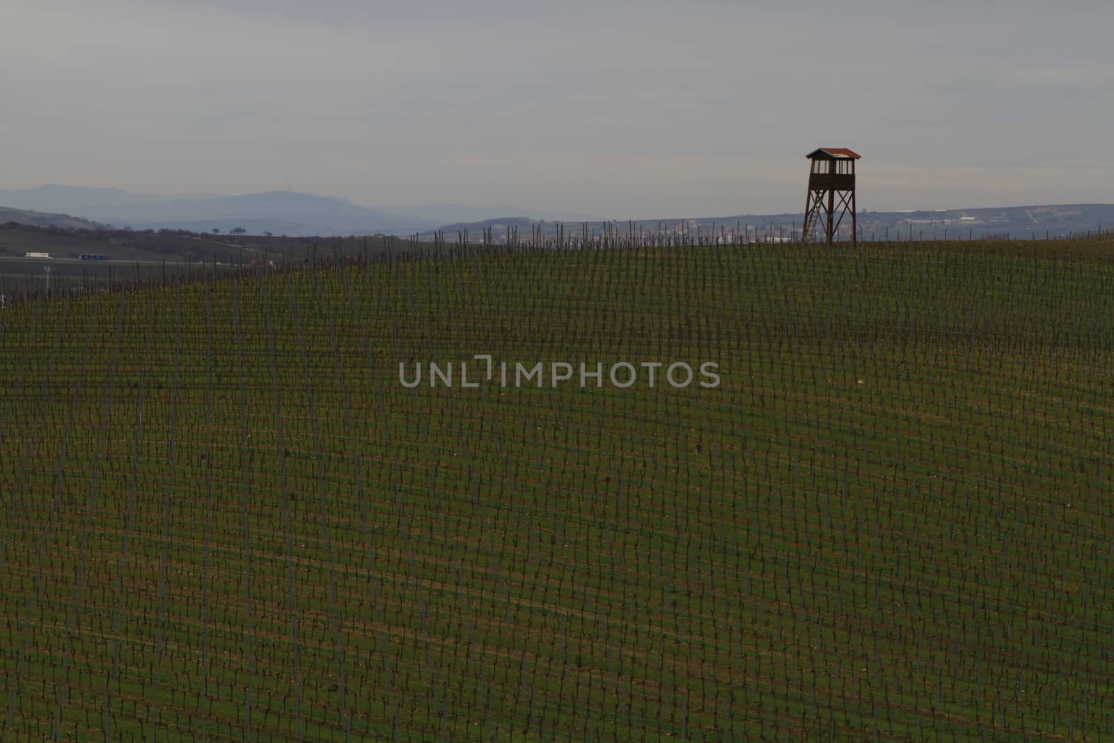 Spring time in Moravia Tuscany, South Moravian wine region