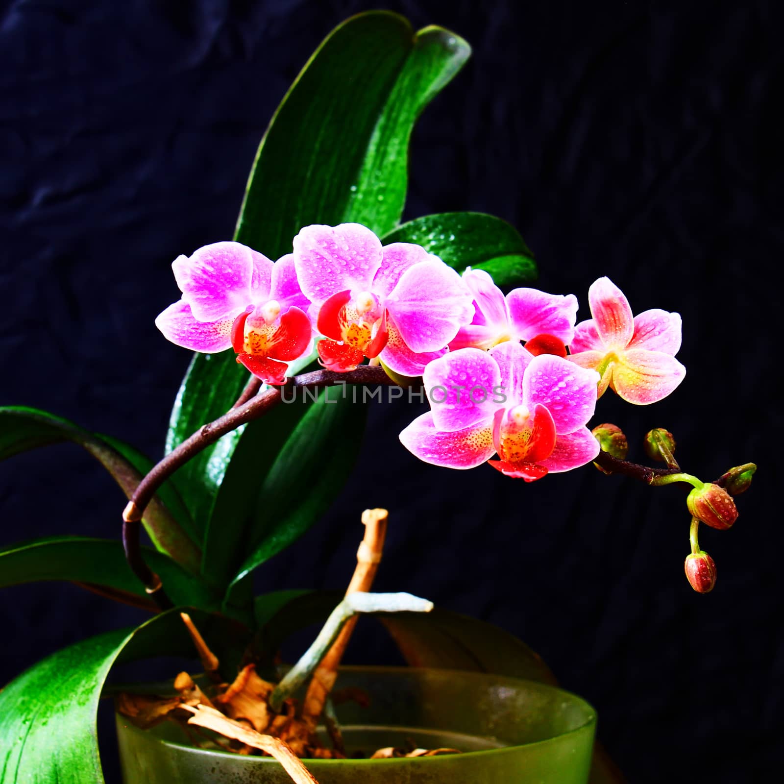 Phalaenopsis in blossom, close up