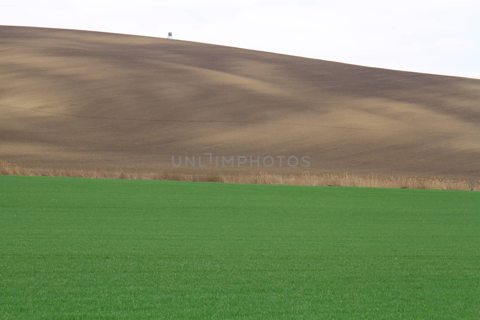 Spring time in Moravia Tuscany, South Moravian wine region