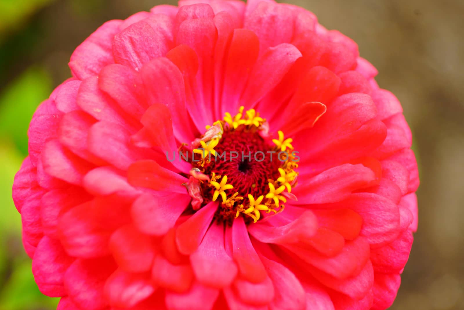 dahlia in blossom, detail