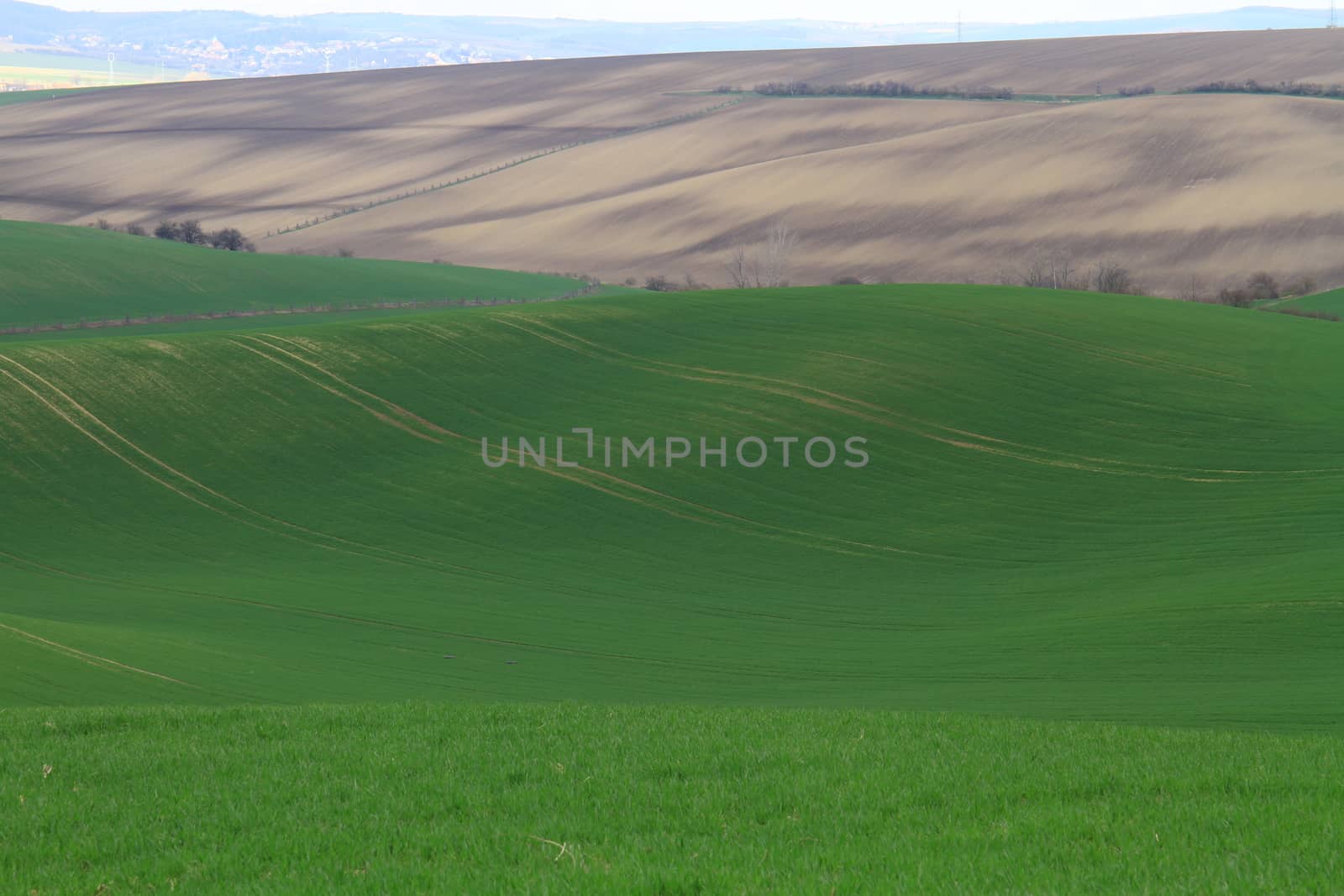 Spring time in Moravia Tuscany, South Moravian wine region