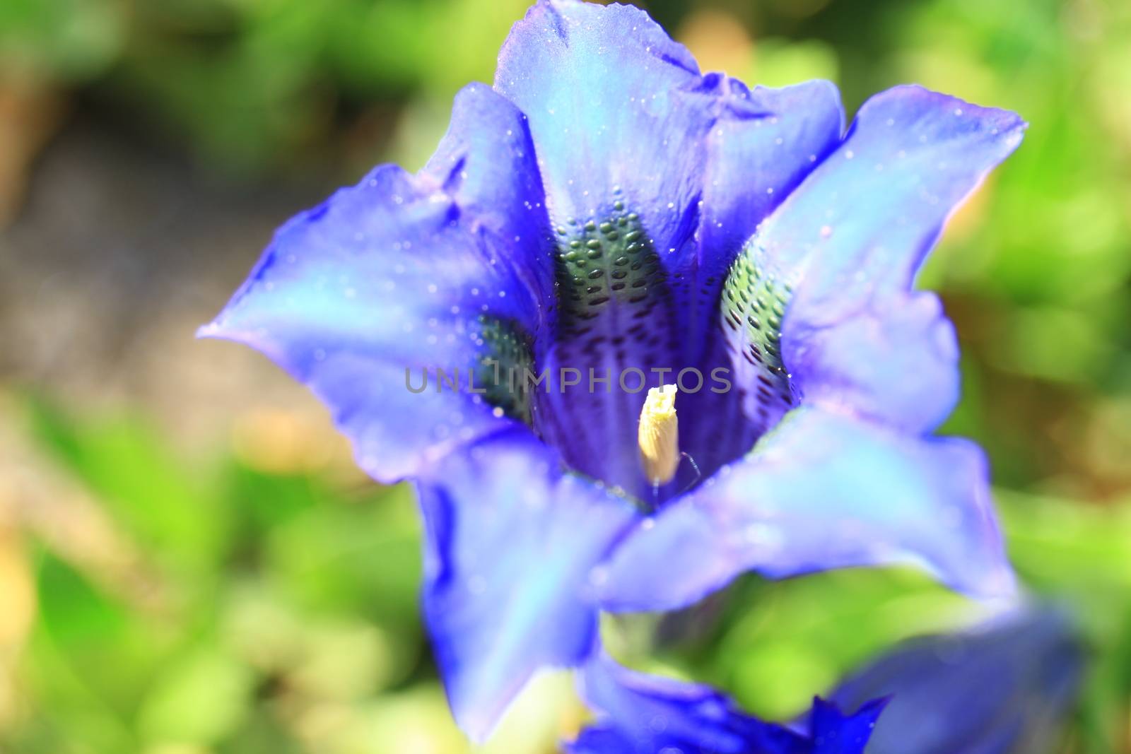 gentian flower in blosssom, spring time