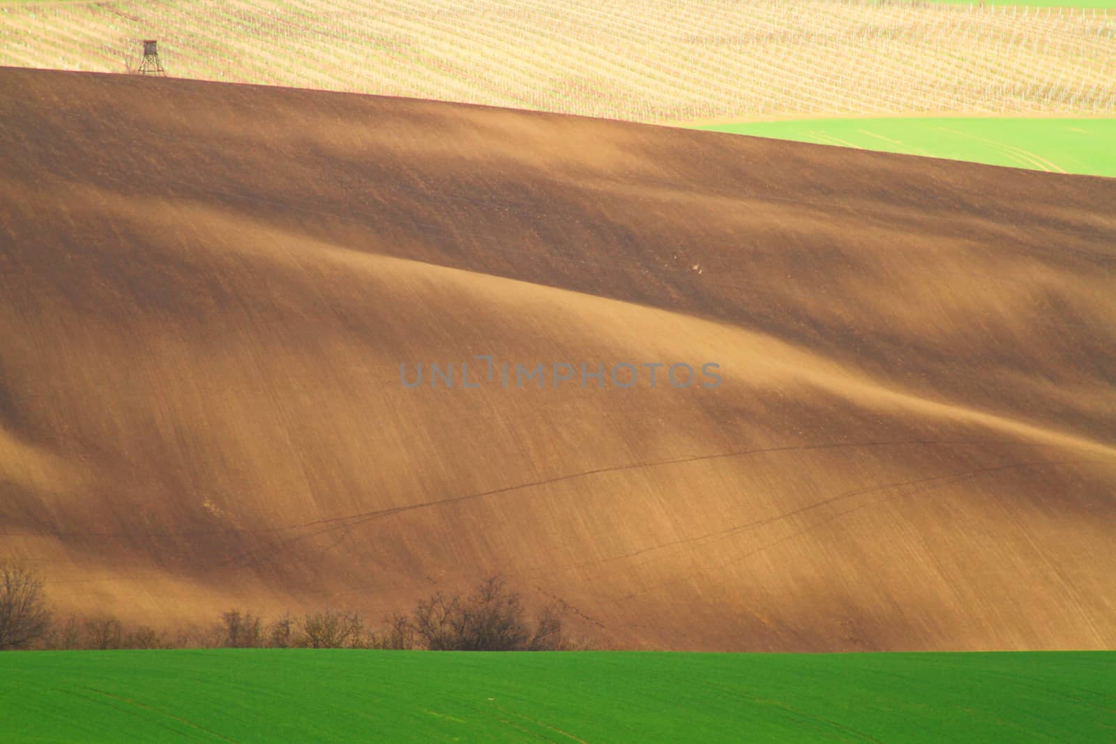 Spring time in Moravia Tuscany, South Moravian wine region