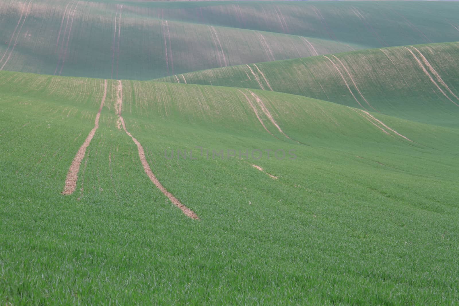 Spring time in Moravia Tuscany, South Moravian wine region