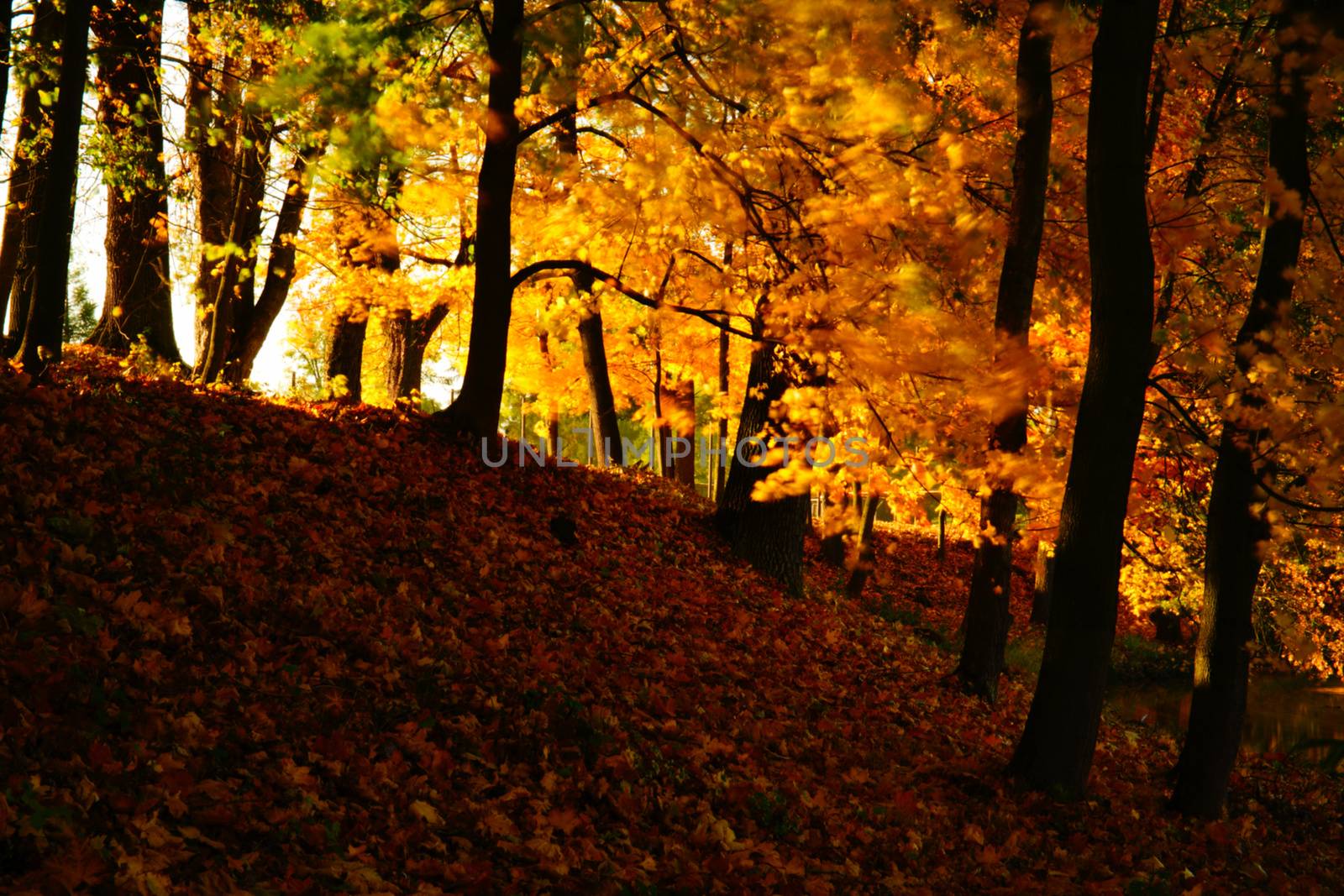 Autumn in Stirin Castle Park near Prague, Czech Republic by Jindrich_Blecha