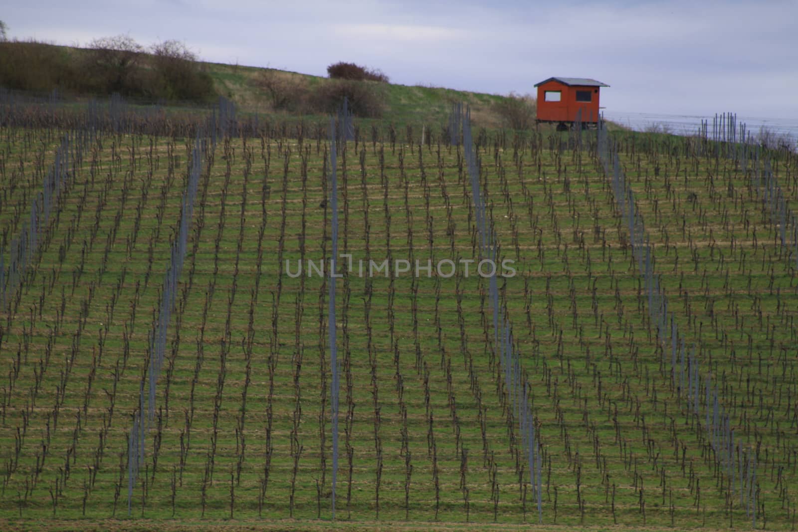 Spring time in Moravia Tuscany, South Moravian wine region by Jindrich_Blecha