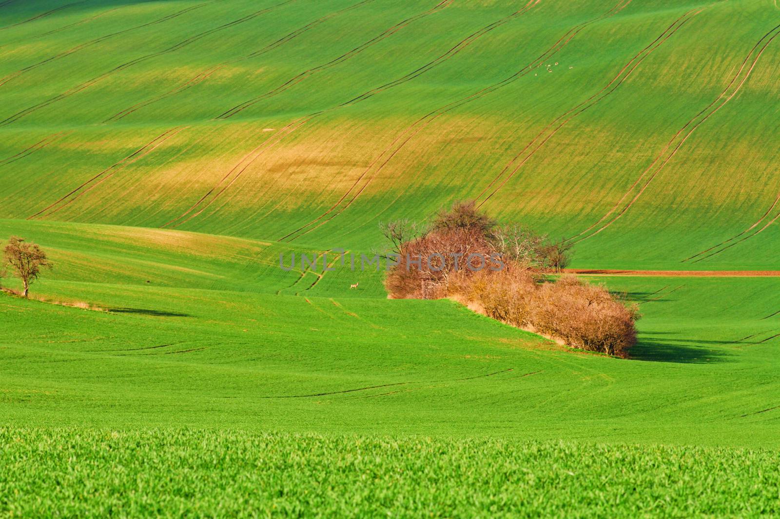 Spring time in Moravia Tuscany, South Moravian wine region