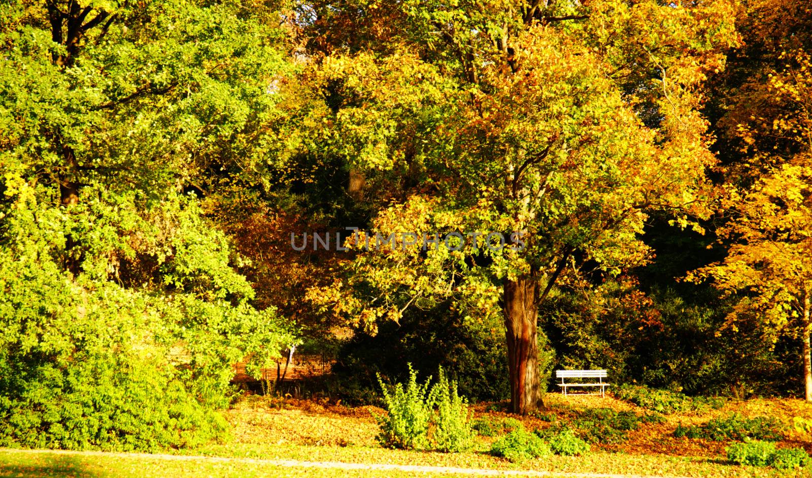 white bench - Autumn in Stirin Castle Park near Prague, Czech Republic by Jindrich_Blecha