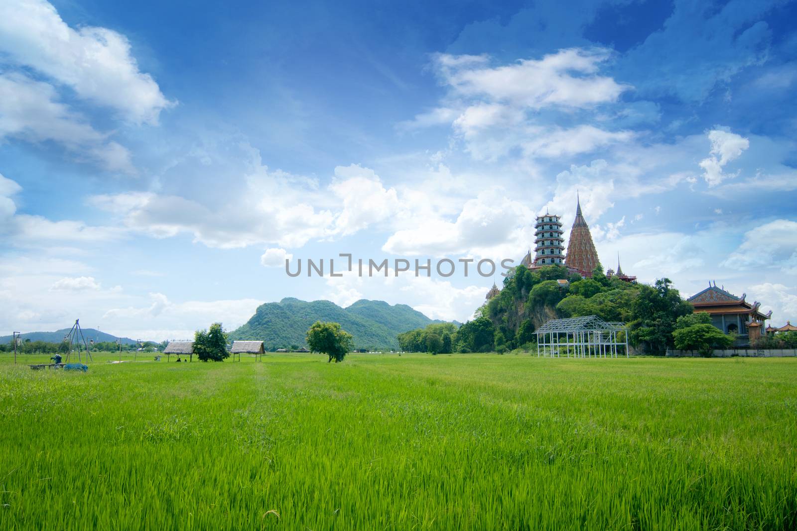 green filed of rice with blue sky  by ngad