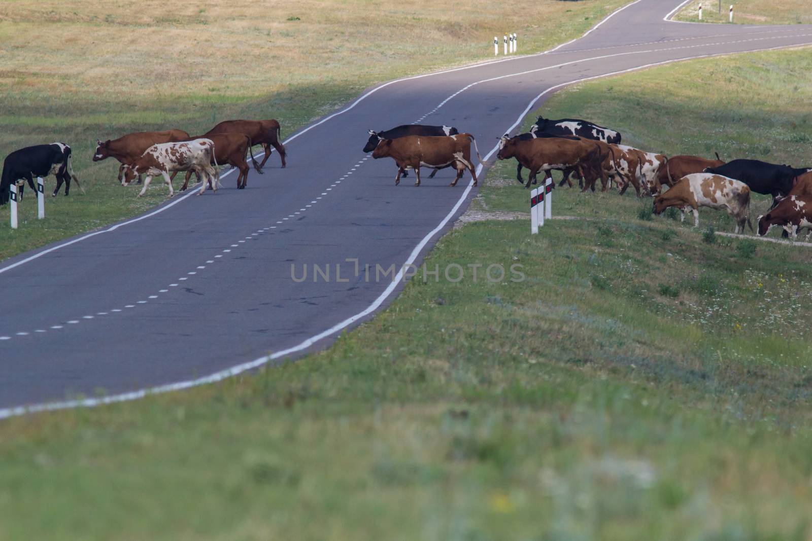 A herd of cows on the road in the steppe, cross the road