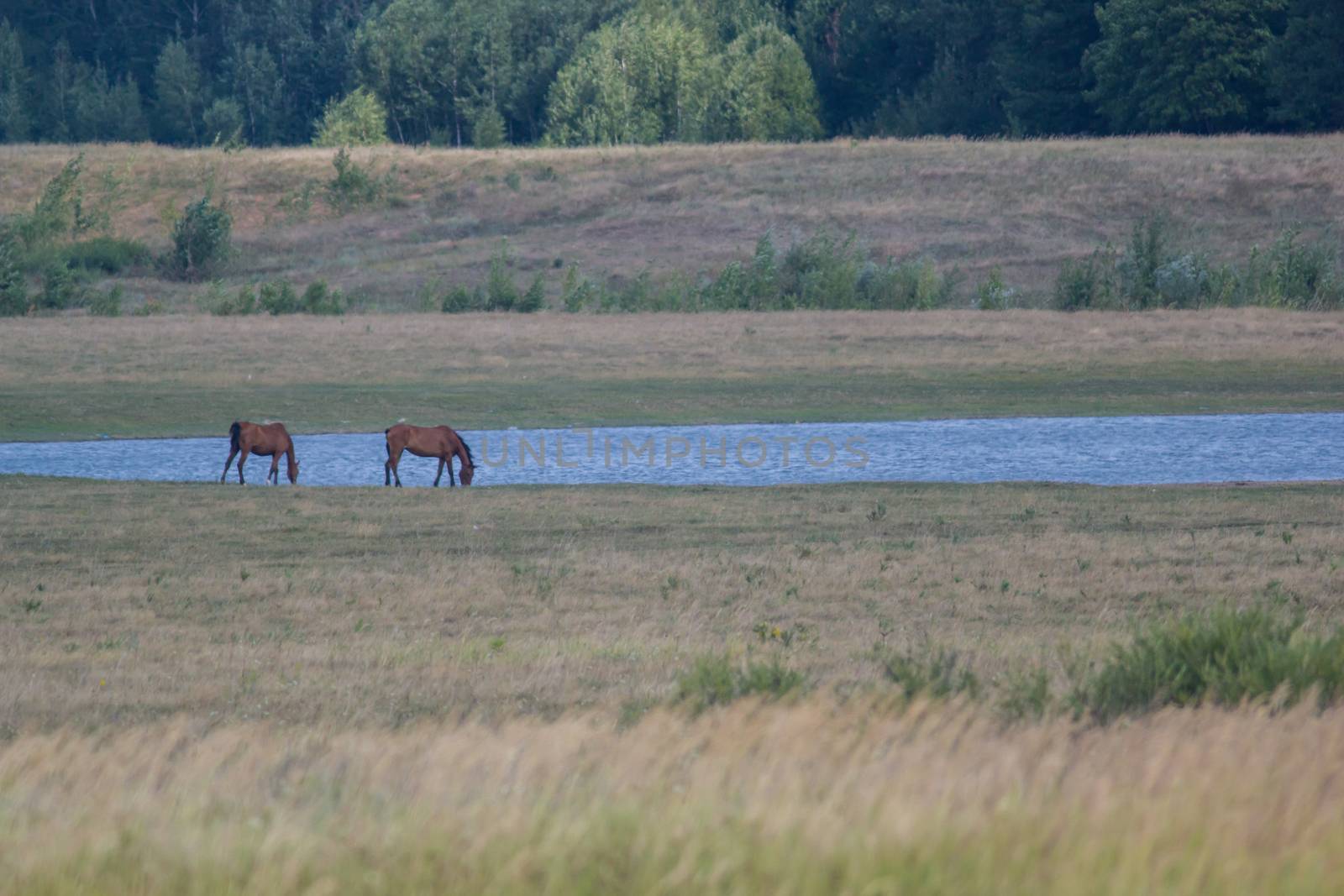 Horse on a background of lake, in nature landscape, close up