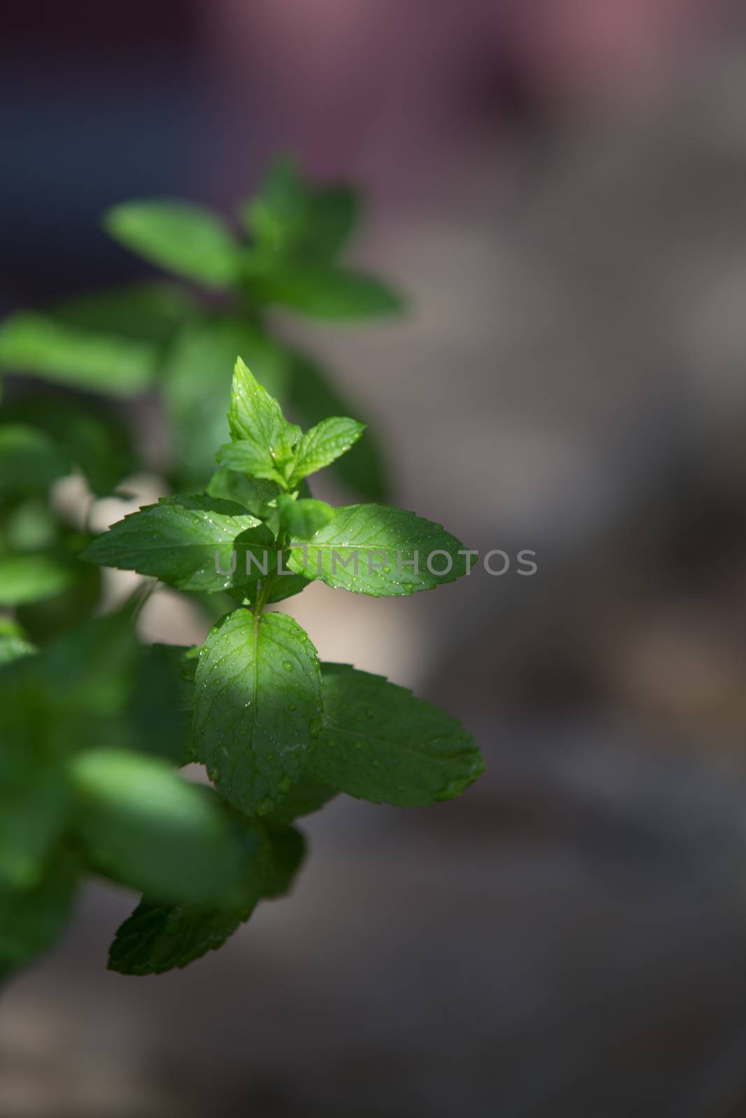 Mint plants photographed in the morning light in selective focus with dew drops on the leaves by robbyfontanesi
